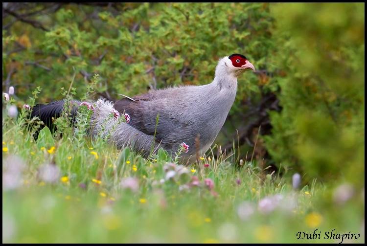 Tierra de pavos, francolines, faisanes y perdices Faisán orejudo